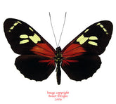 Heliconius burneyi (Peru) A2